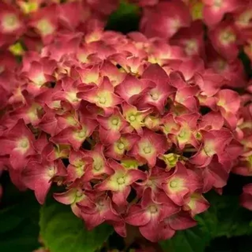 Гортензия крупнолистная музыкальная коллекция Ред Регги С2 Закупка М31 апрель 2026