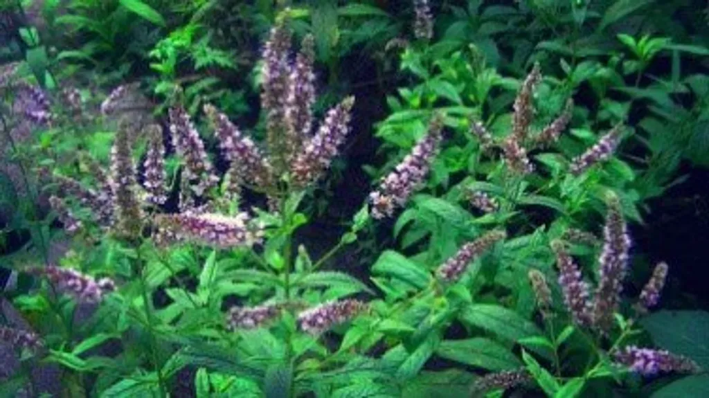 Мята перечная