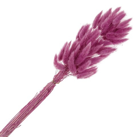 Сухоцветы ЛАГУРУС СИРЕНЕВЫЙ