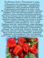 Клубника Азия 2 саженца в одном горшке