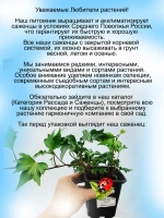 Хедера Тритон плющ