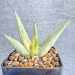 Сансевиерия YUKI ONA VAR s.S