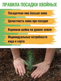 Саженец Пихта корейская