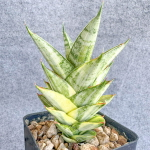 Сансевиерия PAGODA VAR