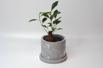 Фикус микрокарпа Гинсенг / Ficus microcarpa Ginseng