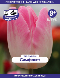 Тюльпан Луковица, Симфония, 8+ шт