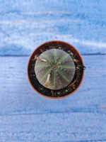 Euphorbia Obesa (Эуфорбия)