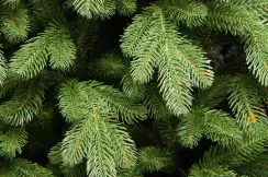 Искусственная елка Царская Де Люкс настенная 120 см., 100% Литая хвоя, ЕлкиТорг (125120)