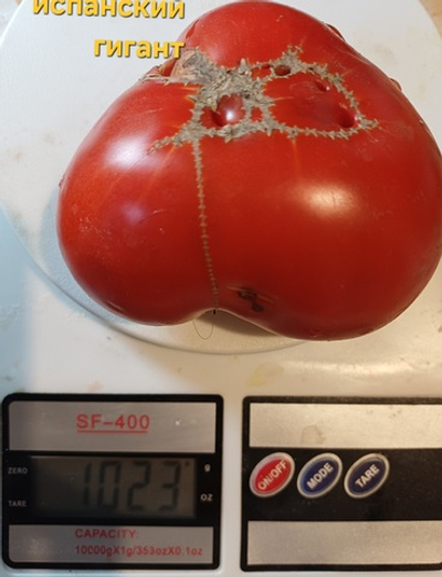 ИСПАНСКИЙ ГИГАНТ