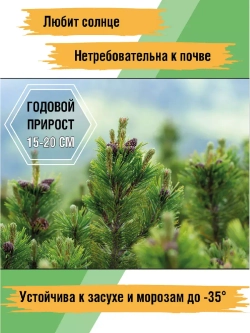 Сосна горная рассада и саженцы хвойных деревьев