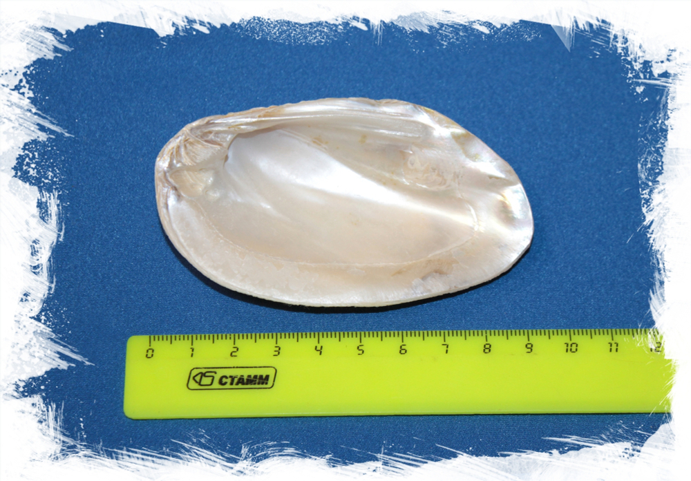 Жемчужница оранжевая, 7-9см, 1шт