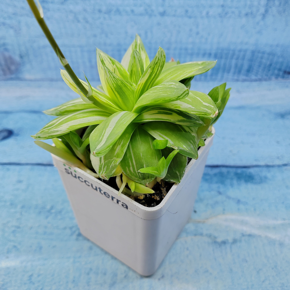 Haworthia Cymbiformis Variagate(Хавортия)