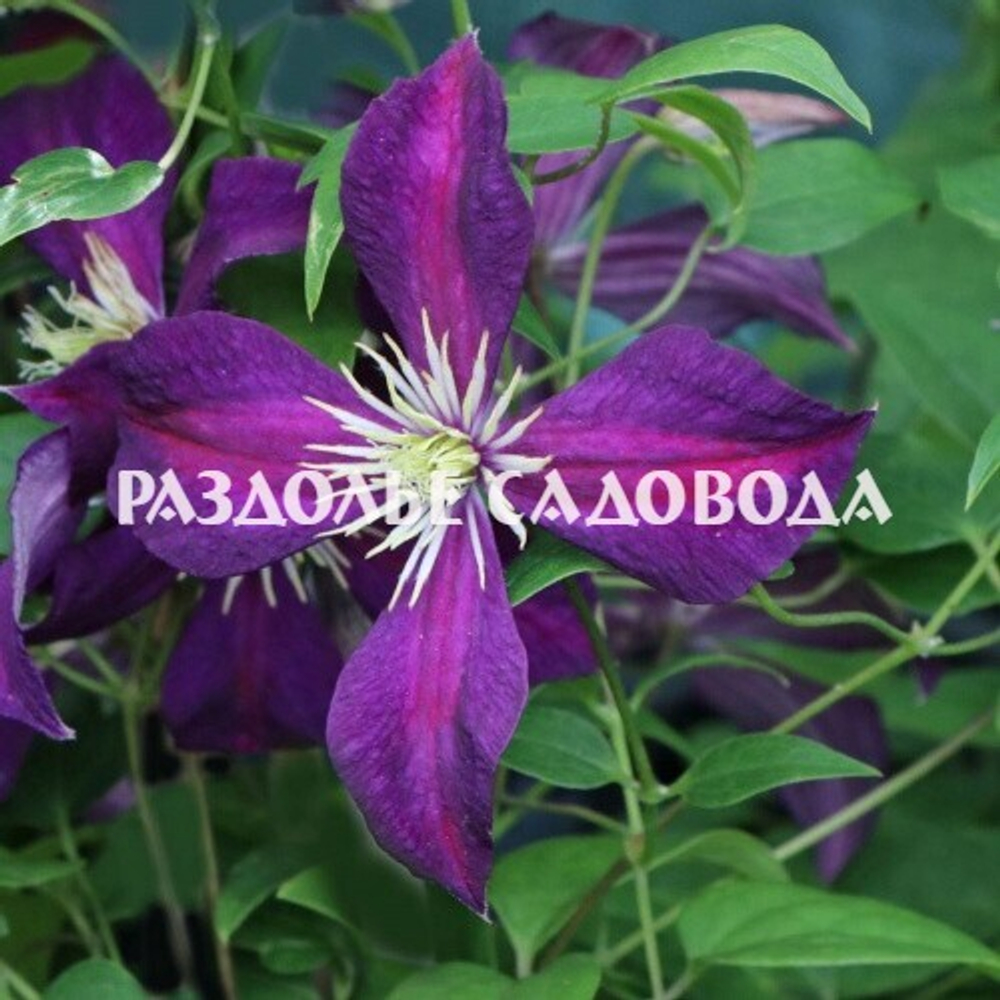 Клематис Микелит