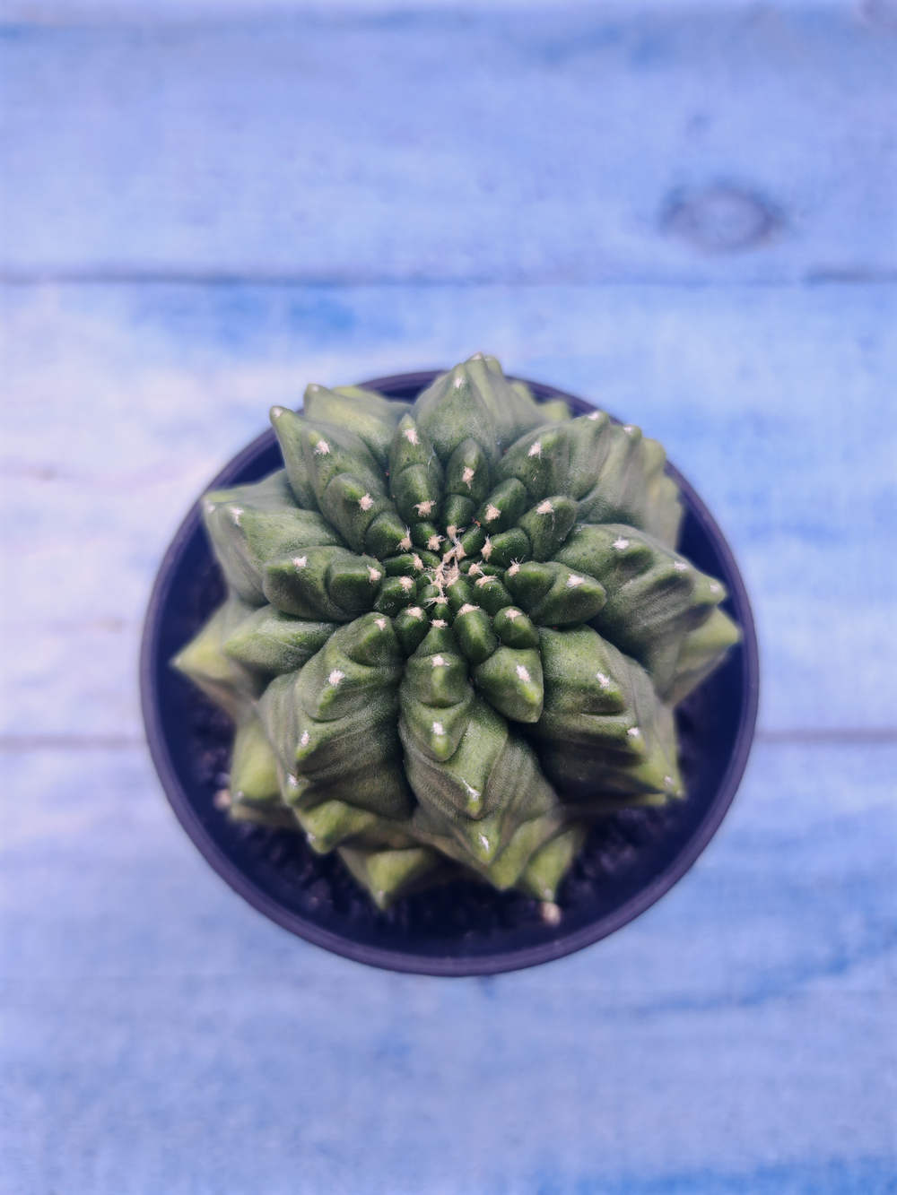 Gymnocalycium Spineless (Гимнокалициум)