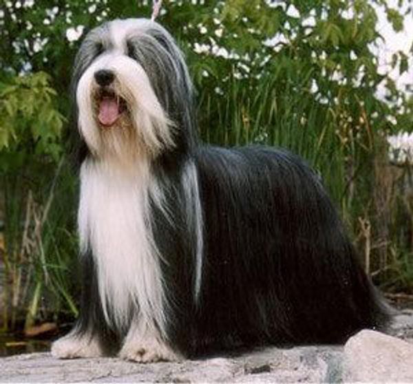 Бородатый колли (бирдед колли)