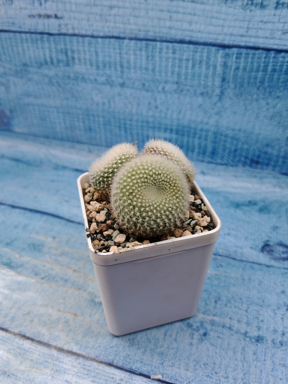 Notocactus Haselbergii triple (Нотокактус)