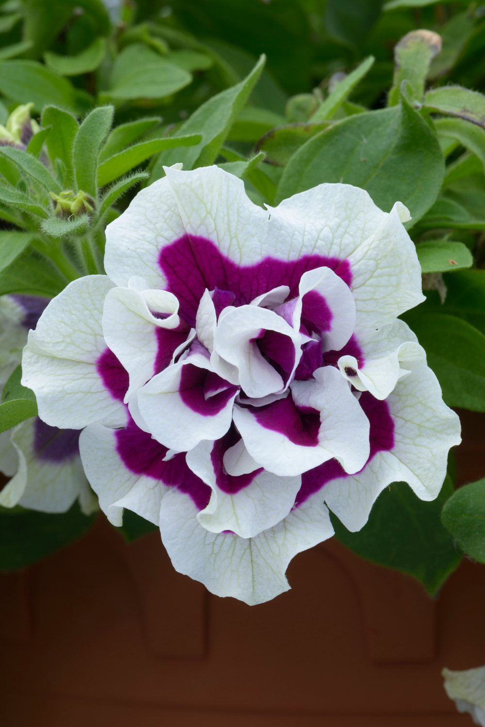 ЕВРО Petunia TUMBELINA Bella неукор черенок ноябрь 2025
