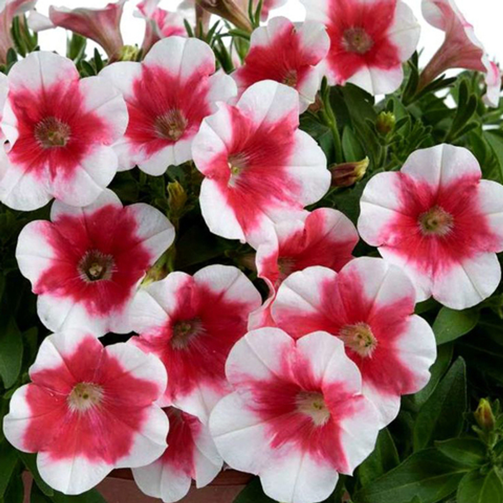 ПЕТУНИЯ CAPELLA CHERRY VANILLA