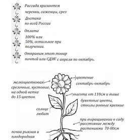 Хризантема кустовая Bacardi 🌼 к.8