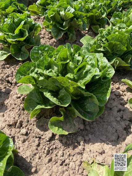 Рафаэль семена салата ромэн (Rijk Zwaan / Райк Цваан) в поле – фото 5