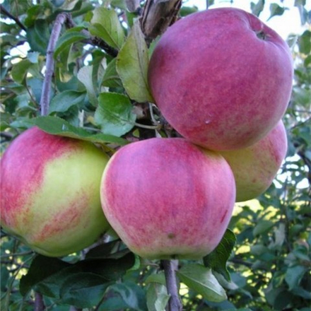 Яблоня осенняя Уэлси (2 летняя) п/карл.подвой ЗКС