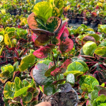 Кротон SRI SANGA