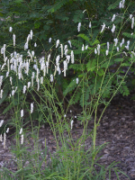 Кровохлебка тонколистная "Alba". Sanguisorba tenuifolia "Alba".