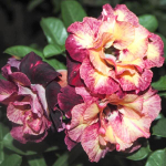 Адениум обесум ANGEL WING