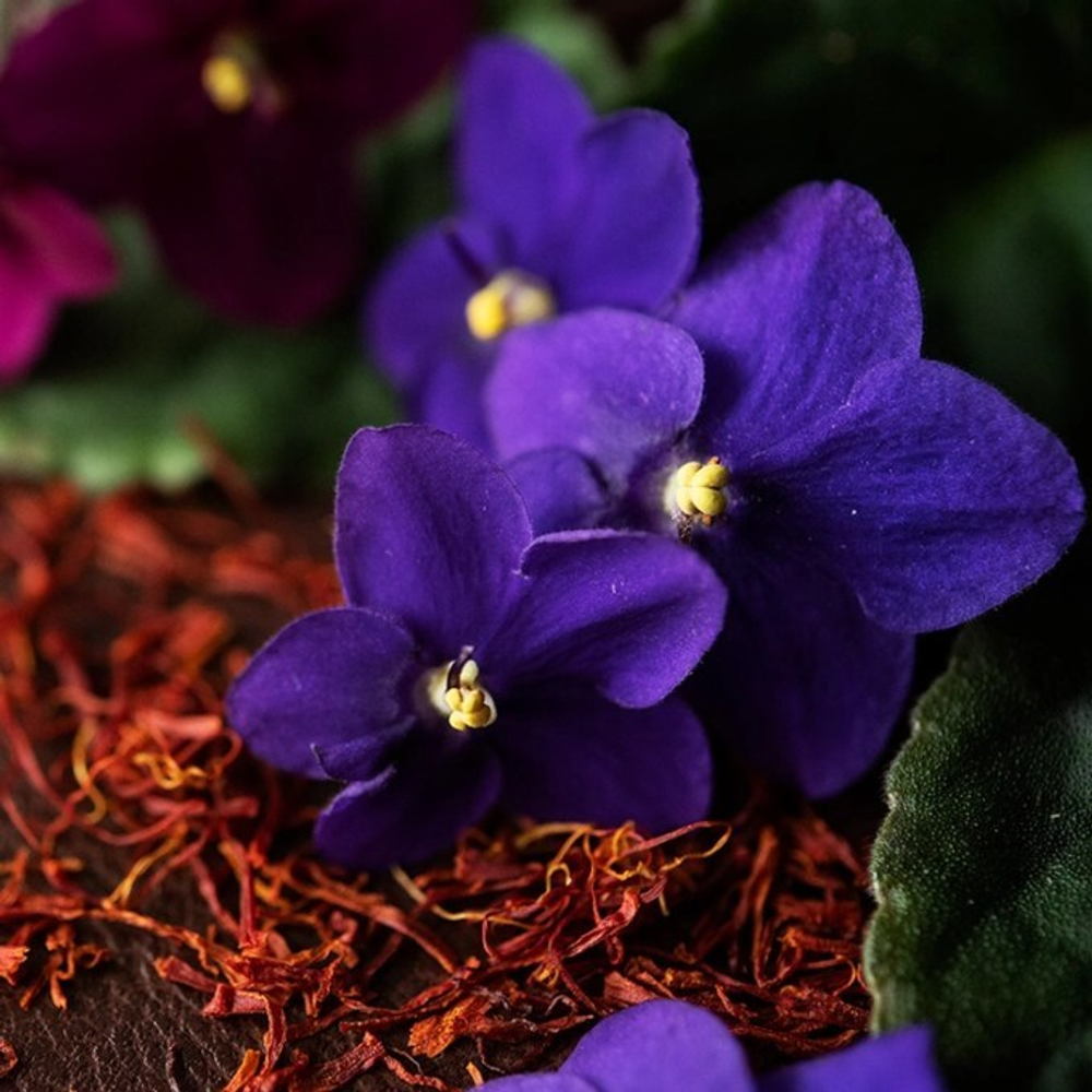 Отдушка CS - Черная Фиалка и Шафран (Black Violet and Saffron)