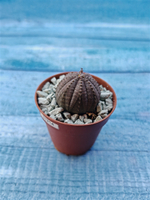 Euphoria Obesa (Эуфорбия)