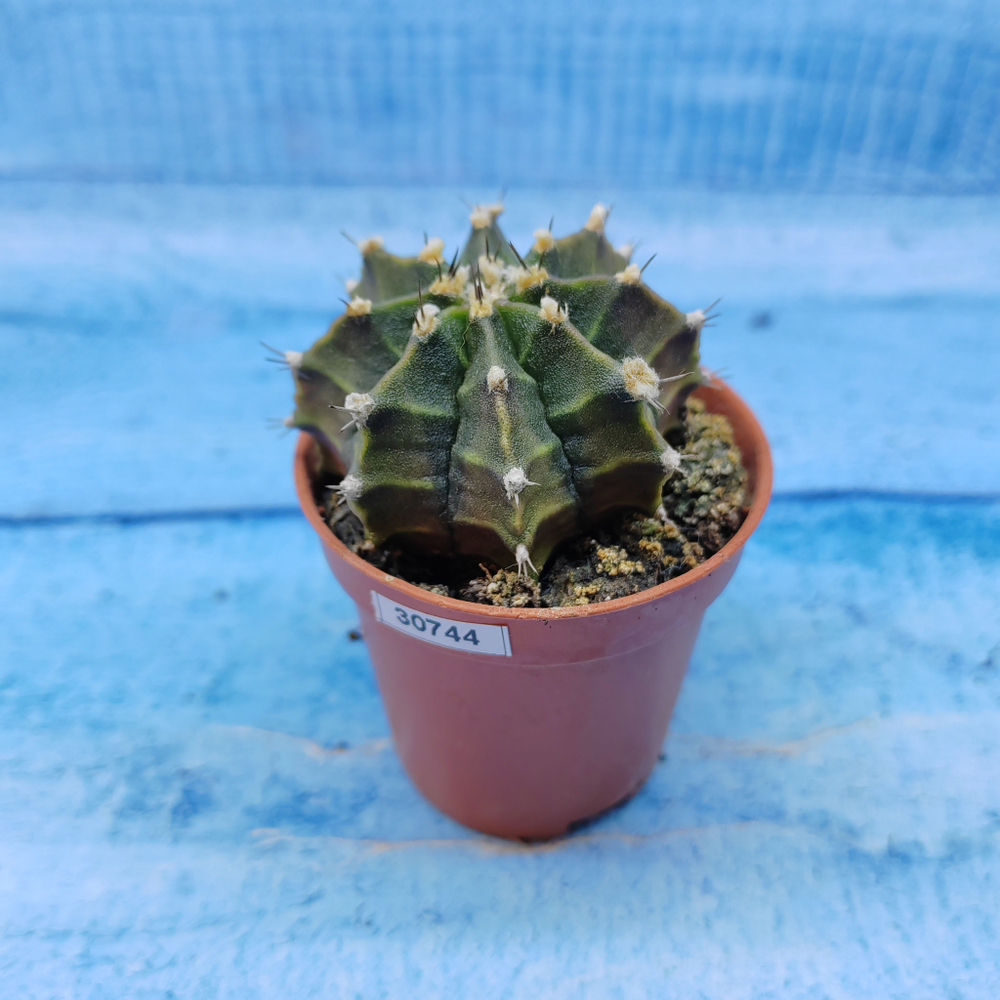 Gymnocalycium Friedrichii (Гимнокалициум)