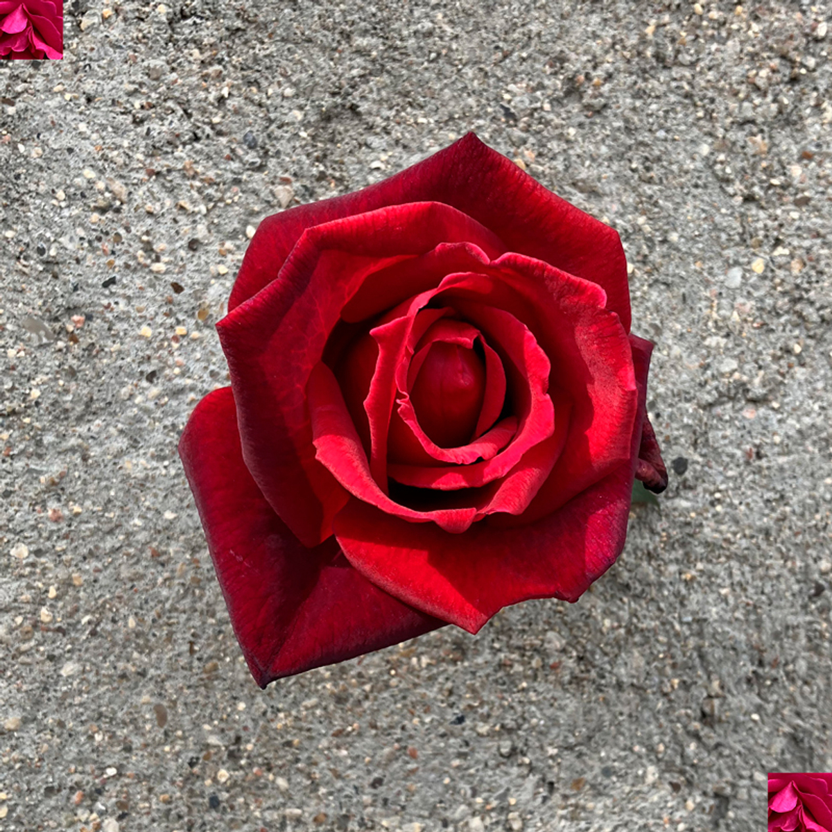 кусты для сада — сорт Экстаз (Extase) — самая душистая в мире роза