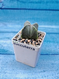 Astrophytum Myriostigma Quadricostatum (Астрофитум)