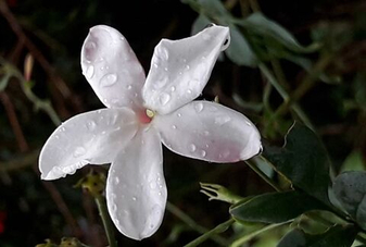 Что такое Methyl jasmonate? Как пахнет Метил жасмонат? Где и как использовать? Хранение и утилизация.