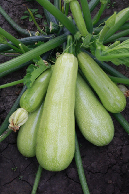 Кабачок Ажур 1г Ц СеДеК