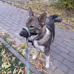 Недоуздок "Поларис" для собак