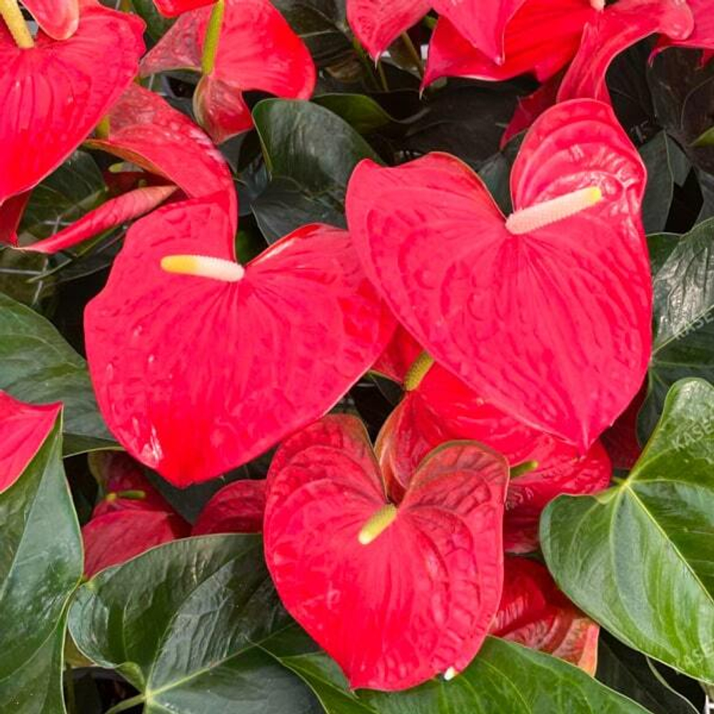 Антуриум Андрэ QUERIDA