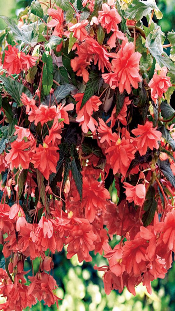 Бeгoния клубневая "ЖМ. Илюминэйшн Пинк" 1шт, Нидерланды.