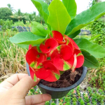 Эуфорбия Миля KWAK NGERN