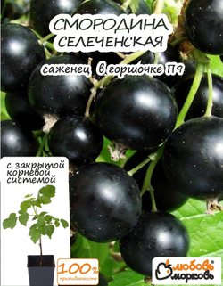 Саженец, Смородина, Селеченская
