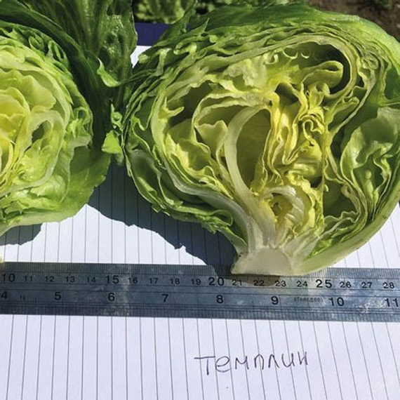ТЕМПЛИН_семена_салата_Nunhems_салат – фото 3