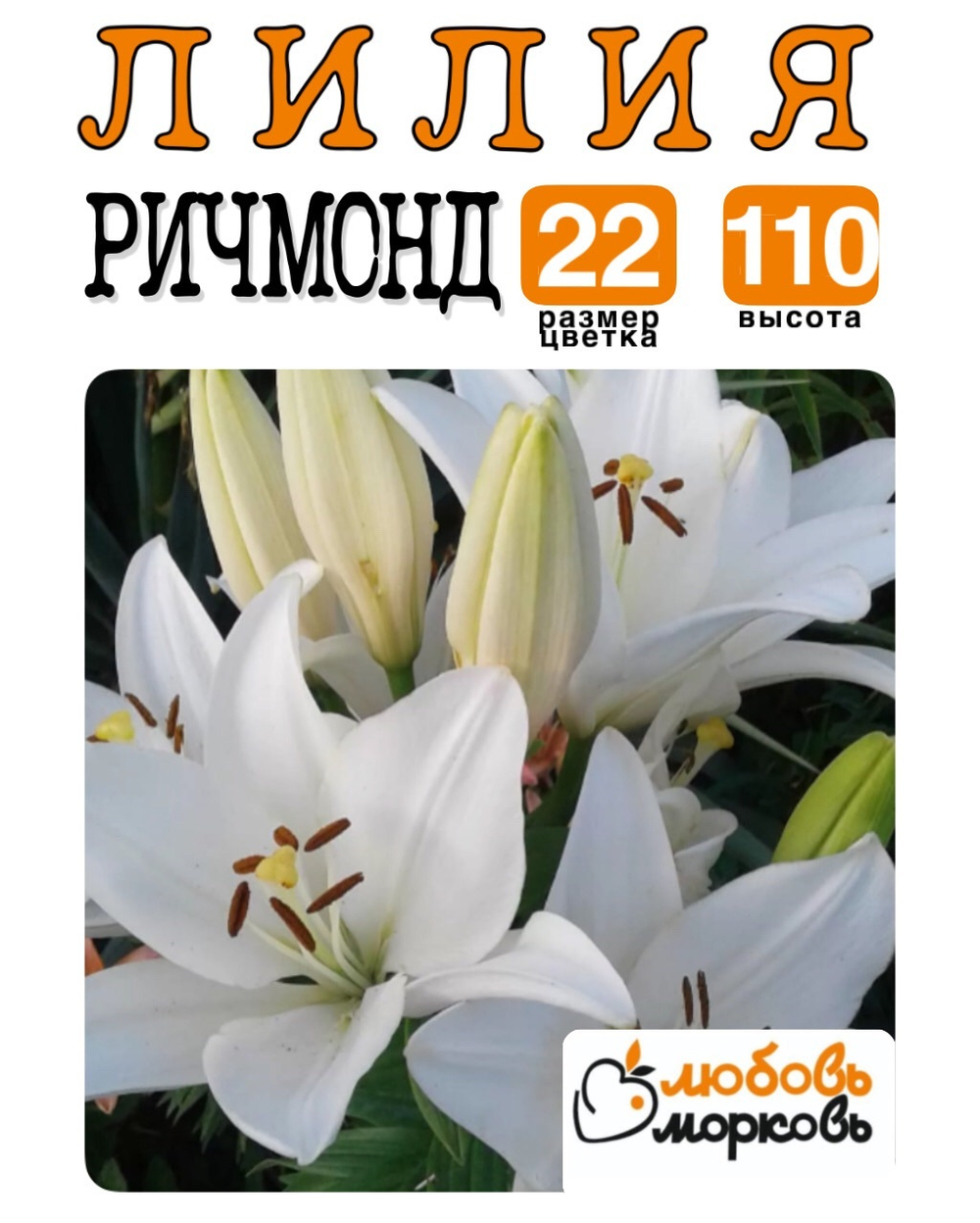 Лилия Луковица, Ричмонд, ЛА-гибрид, разбор 22/24, 1 шт