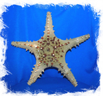 Морская Звезда Тони 25-30см.