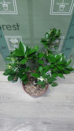 Citrangequat ‘Quatre Saisons’