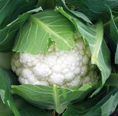 АБЕНИ F1 семена капусты цветной (Seminis | Alexagro)