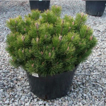 Сосна горная Мугус С35 60-80