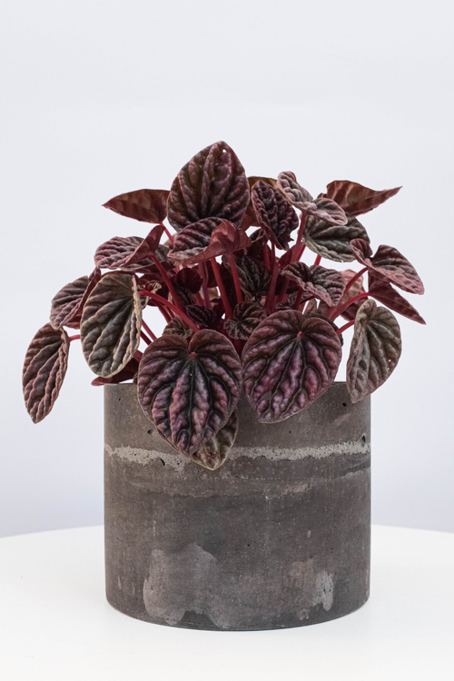 Пеперомия Каперата