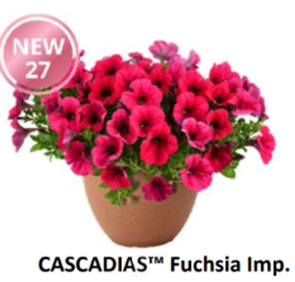 НОВИНКА 2027 ЕВРО Петуния CASCADIAS Fuchsia Imp. ЕВРО укорененный черенок СЕРЕДИНА НОЯБРЯ поставка 1