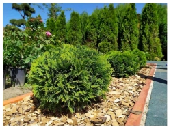 Туя западная Даника Р9 15-20 см Закупка М62 апрель-май 2026