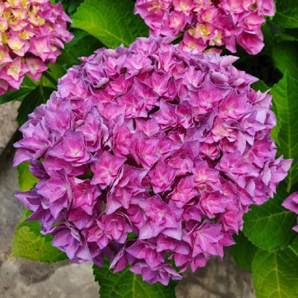 Дабл Пинк Лав (Double Pink Love») р12 Европа весна 2026 г.